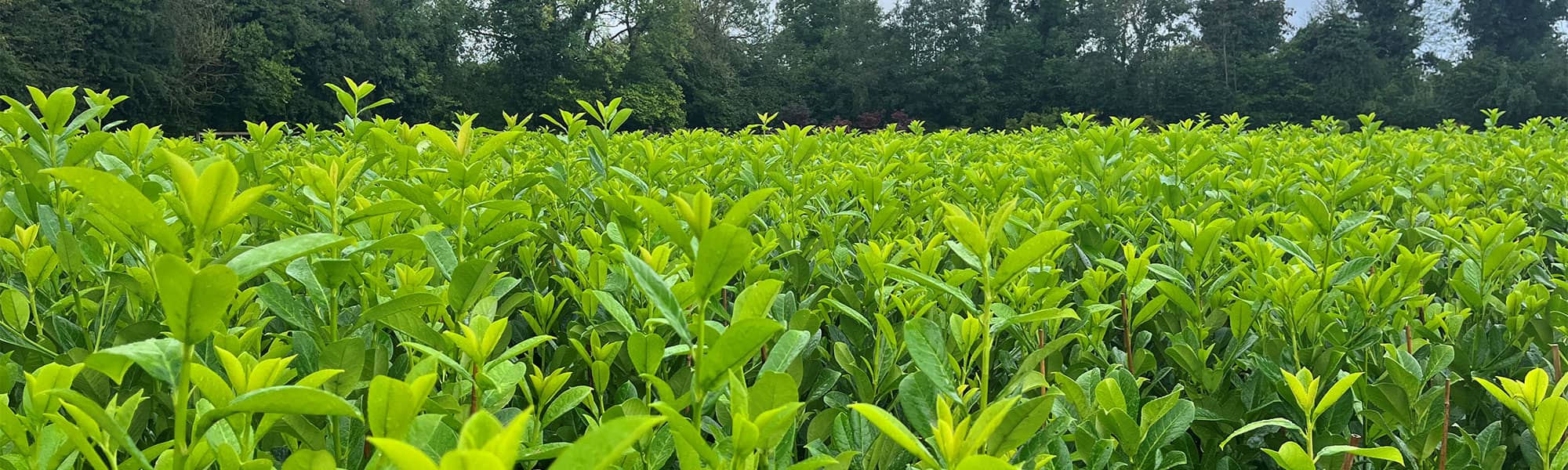 Fields of Laurel in Cheshire