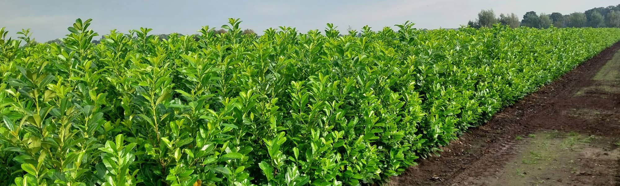 Rows of plants growing in Cheshire