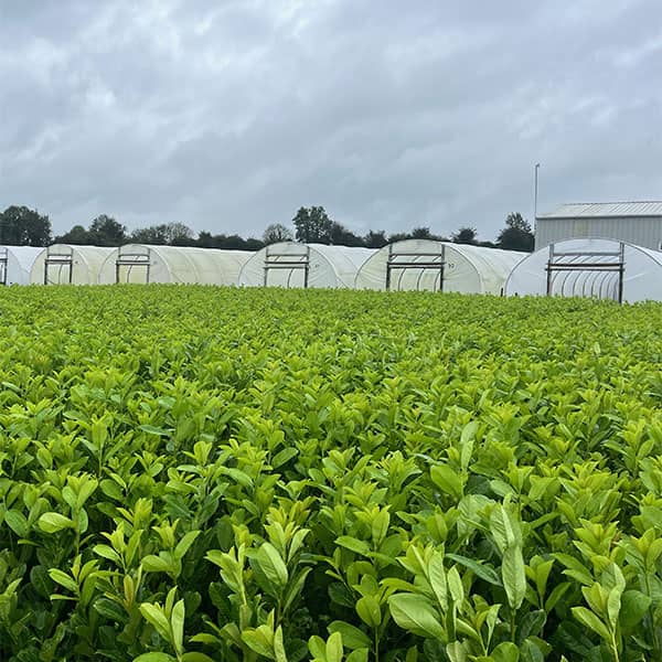 Field of plants growing at Cheshire Plants base