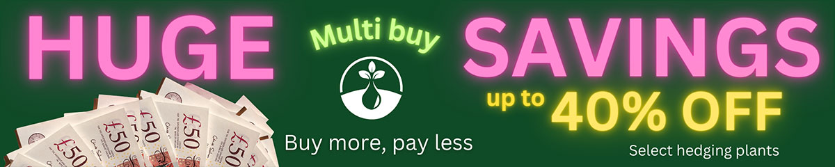 Huge Multi Buy Savings - Up to 40% Off. Buy more, pay less