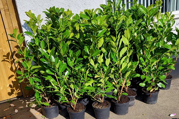 Laurel plants in Cheshire