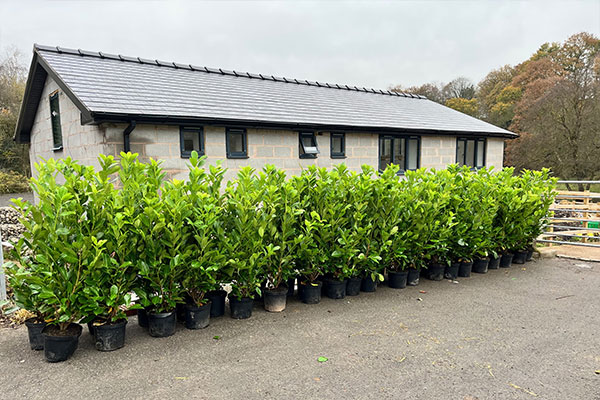 Row of laurel plants at customer property