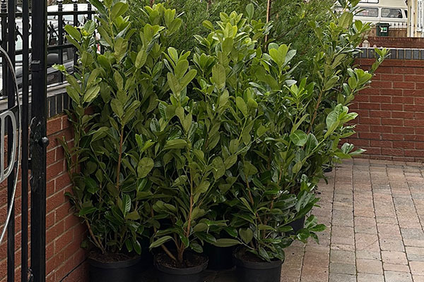 Laurel plants delivered to customer in Cheshire