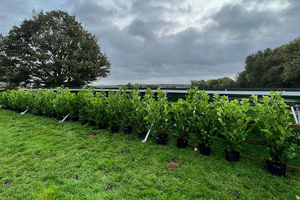 Row of new plants