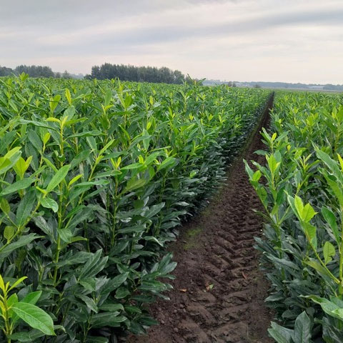 Rootball growing in field